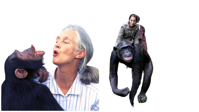 Jane Goodall