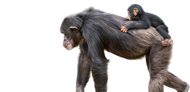 Chimpanzees